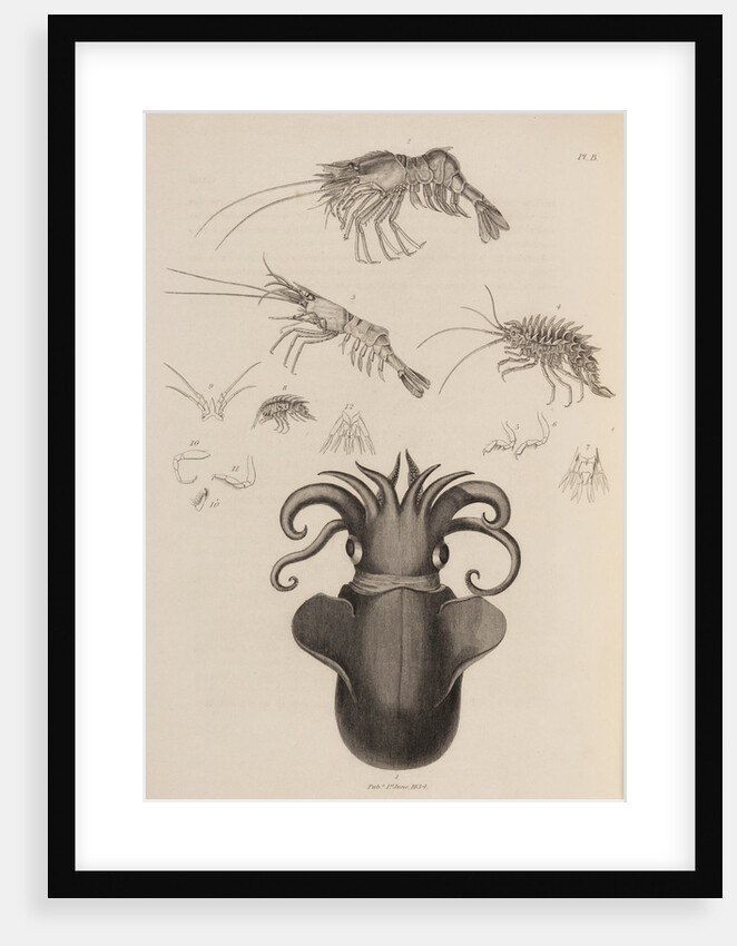 Marine invertebrates of the Arctic seas by unknown