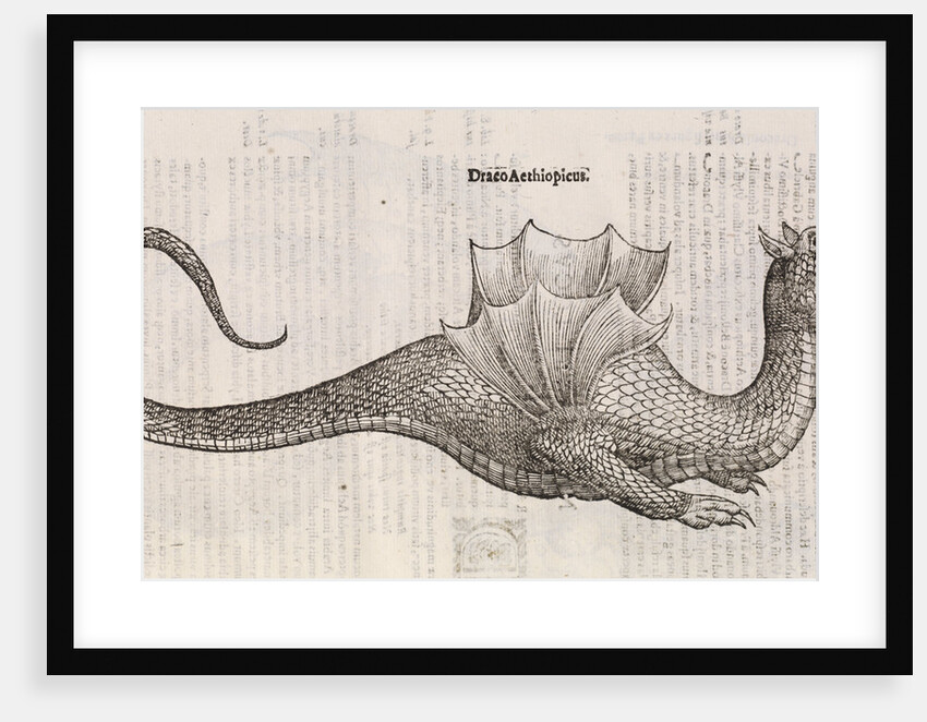 An 'Ethiopian dragon' by unknown