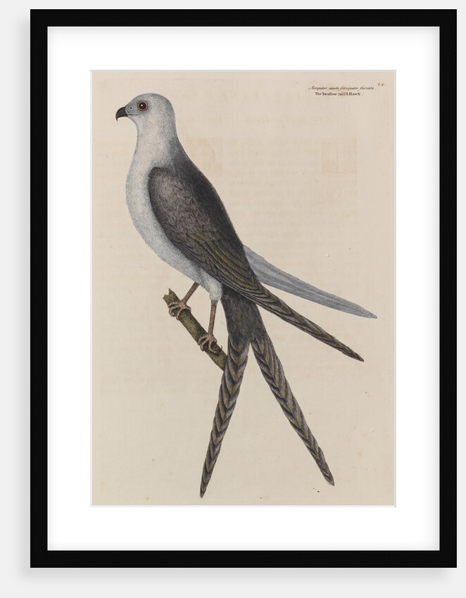 The swallow-tail hawk by Mark Catesby