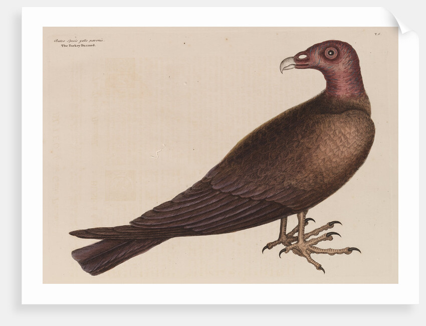 The turkey buzzard by Mark Catesby