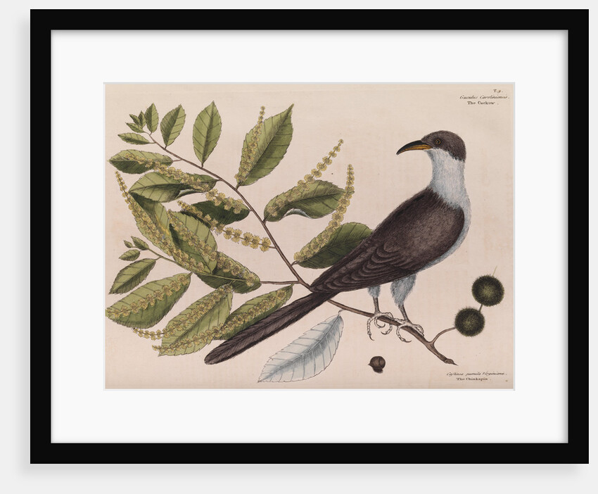 The 'cuckow of Carolina and the chinkapin' by Mark Catesby