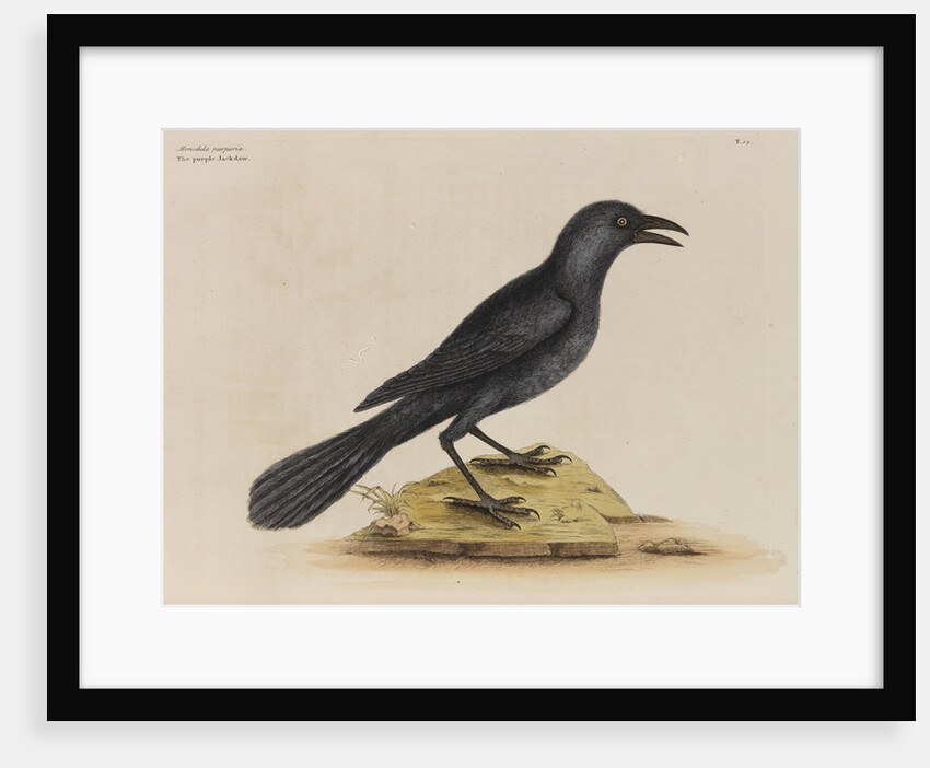 'The purple jack-daw' by Mark Catesby