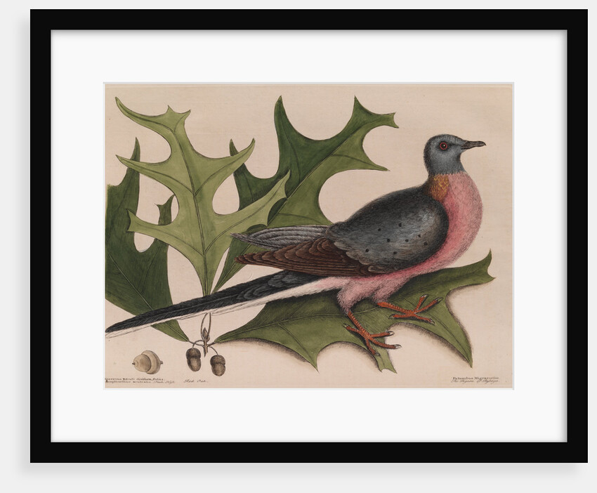 The 'pigeon of passage' and the 'red oak' by Mark Catesby