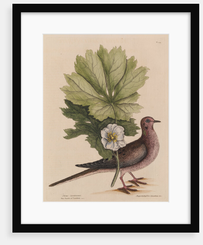 The 'turtle of Carolina' and the 'may apple' by Mark Catesby