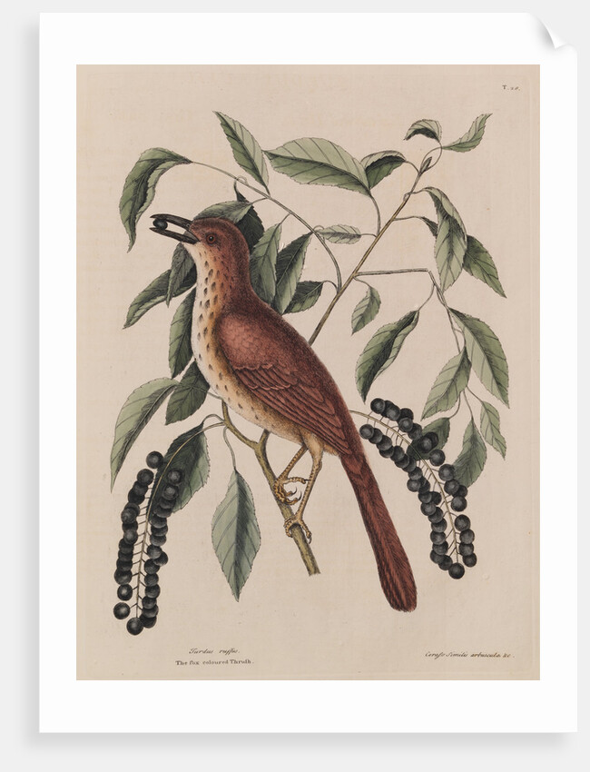 The 'fox coloured thrush' and the 'cluster'd black cherry' by Mark Catesby