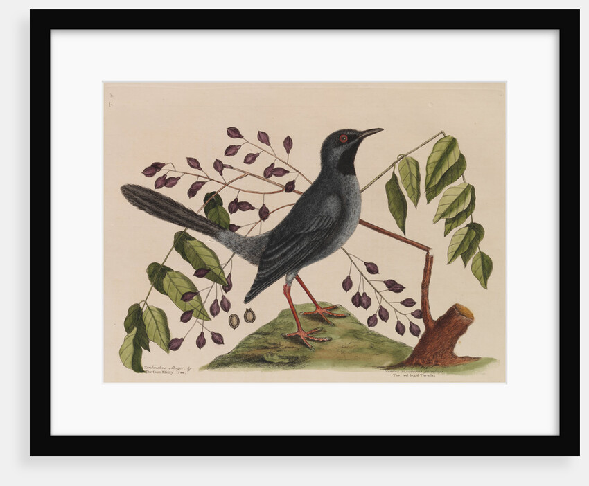 The 'red leg'd thrush' and the 'gum-elimy tree' by Mark Catesby