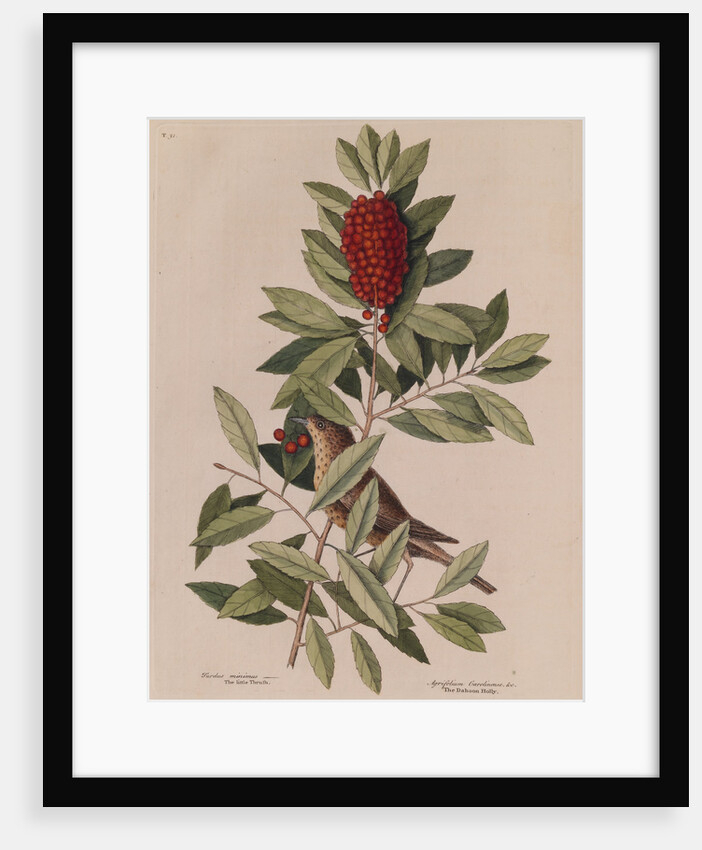 The 'little thrush' and the 'dahoon holly' by Mark Catesby