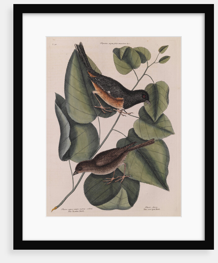 The 'towhe' bird, the 'cowpen' bird and the 'black poplar' of Carolina by Mark Catesby