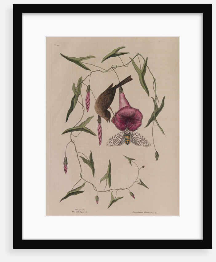 The 'little sparrow' and the 'purple bind-weed of Carolina' by Mark Catesby