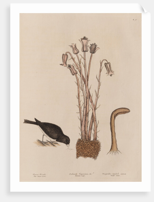 The 'snow-bird' and the 'broom-rape' by Mark Catesby