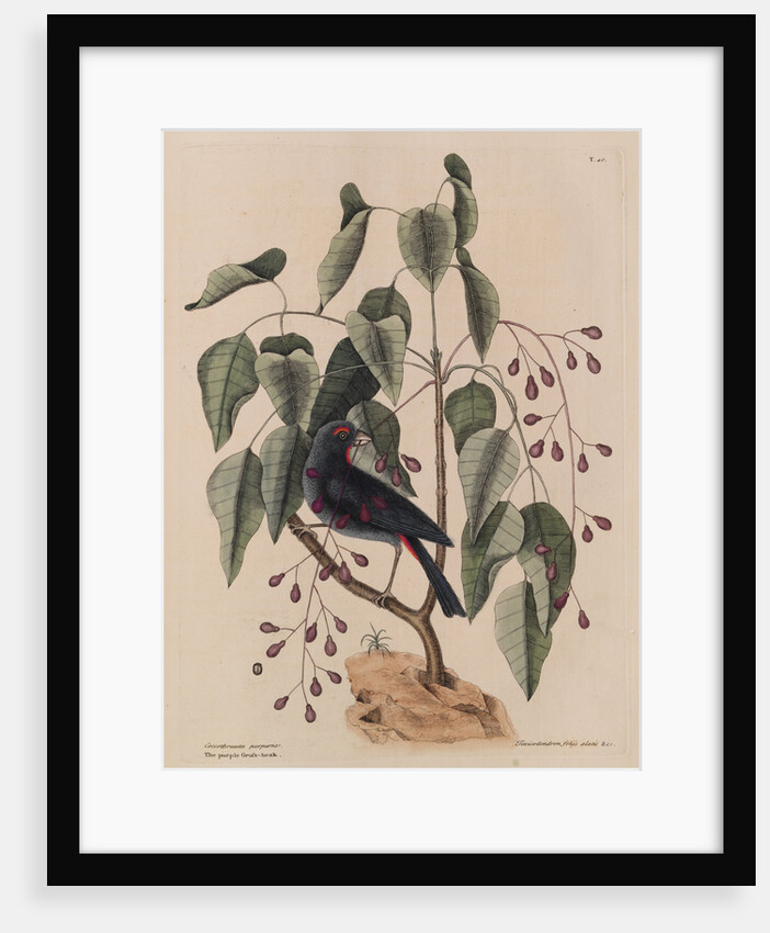 The 'purple gross-beak' and the 'poison-wood' by Mark Catesby