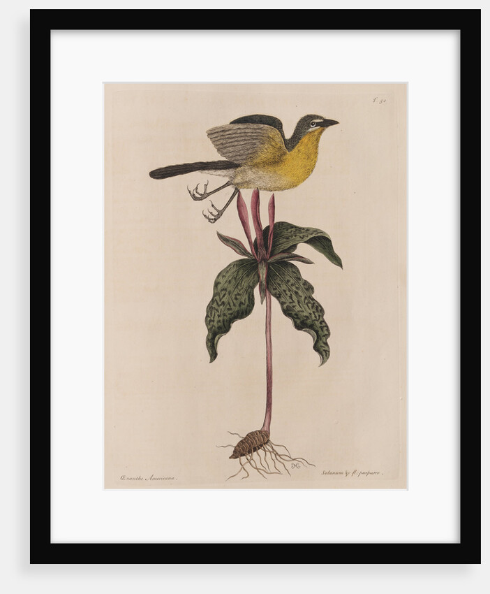 The yellow brested chat and the 'Solanum triphyllon' by Mark Catesby
