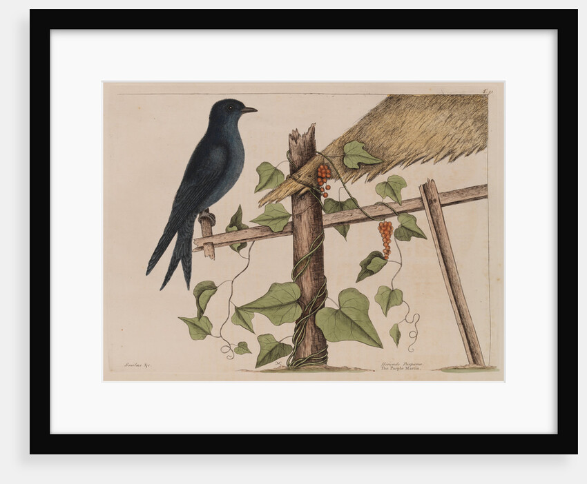 The purple martin and the 'Smilax (forte) lenis' by Mark Catesby
