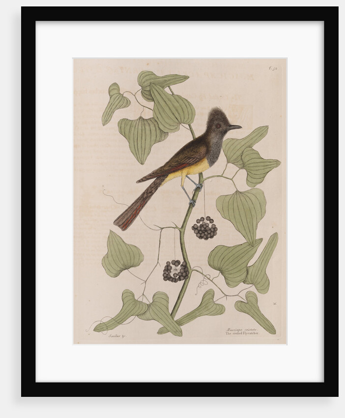 The 'crested fly-catcher' and the 'Smilax bryoniae' by Mark Catesby