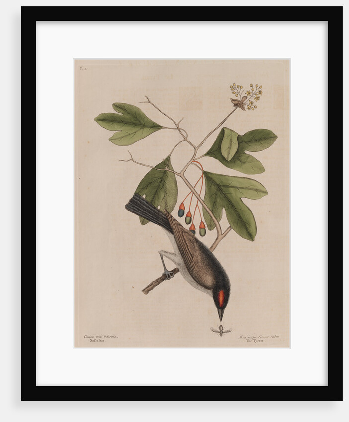 The 'tyrant' and the sassafras by Mark Catesby