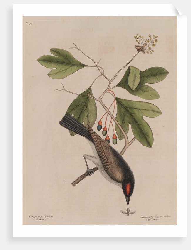The 'tyrant' and the sassafras by Mark Catesby