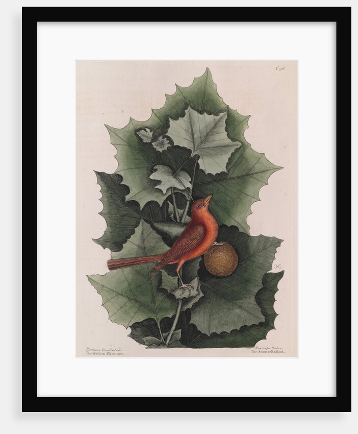 The 'summer red-bird' and the 'western plane tree' by Mark Catesby