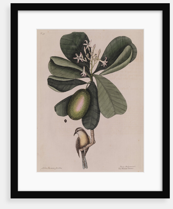 The 'Bahama titmouse' and the 'seven years apple' by Mark Catesby