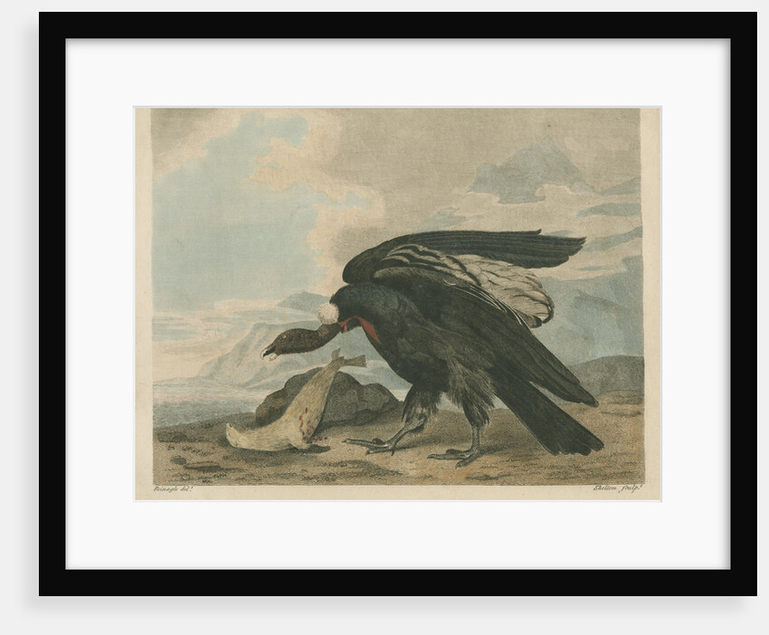 'The Magellanic Vulture, or Condor' by William Skelton