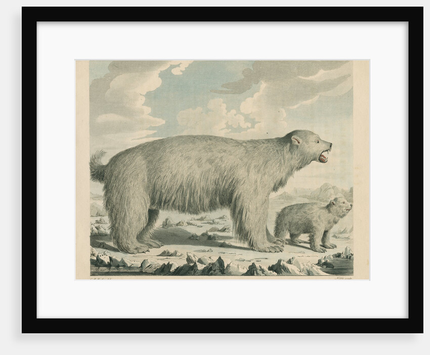 'The Polar Bear' by George Noble