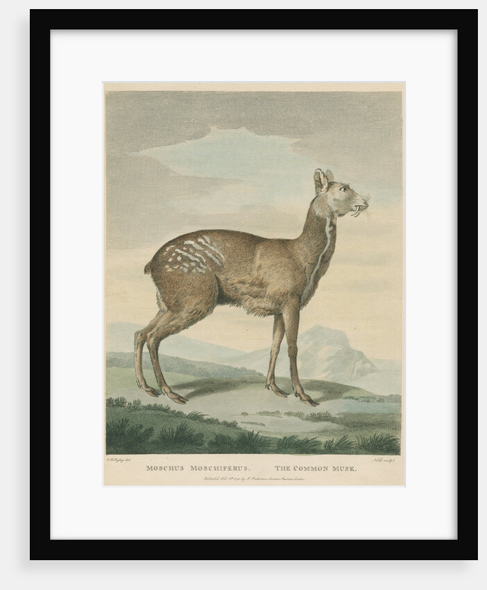 'The Common Musk' by George Noble