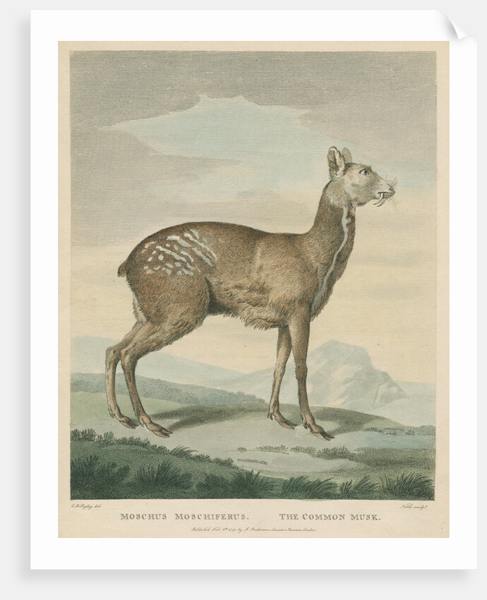 'The Common Musk' by George Noble