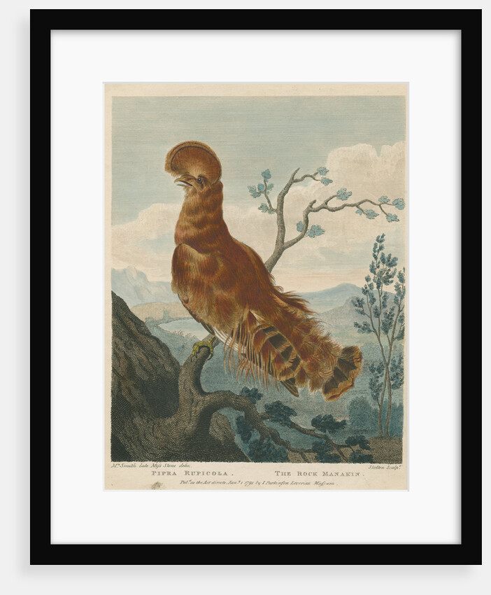 'The Rock Manakin' by William Skelton