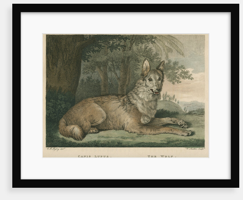 'The Wolf' by William Skelton