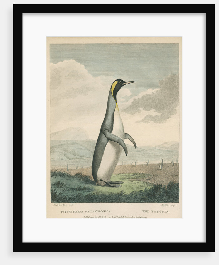 'The Patagonian Penguin' by James Fittler