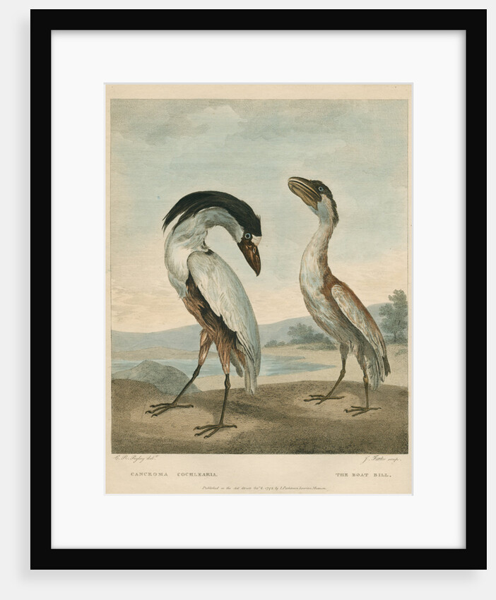 'The Boat-Bill' by James Fittler