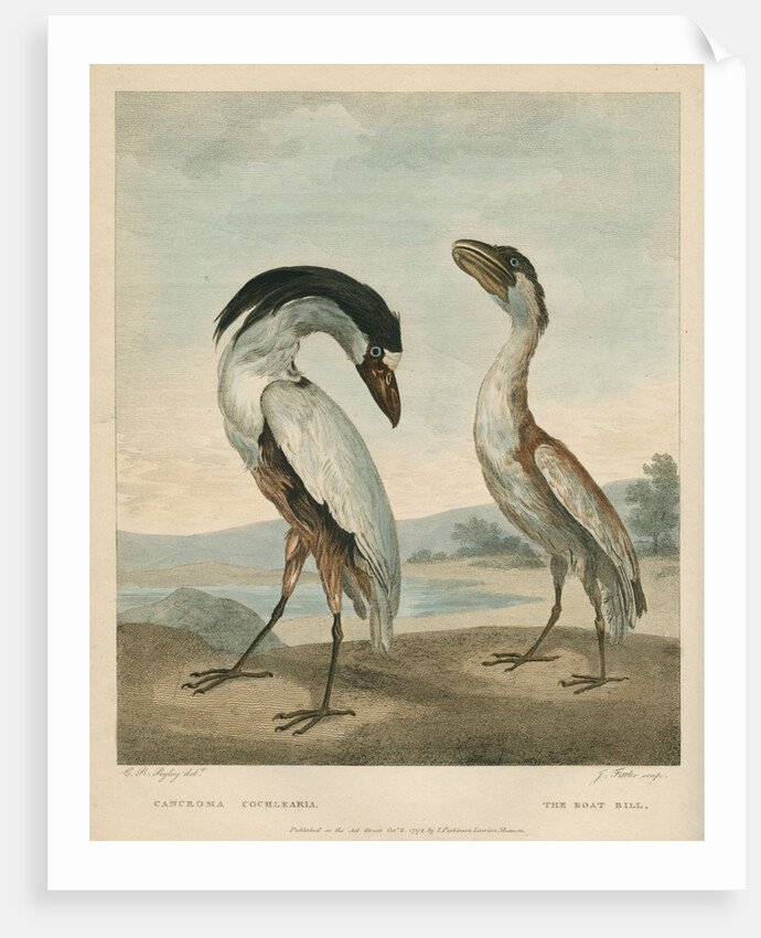 'The Boat-Bill' by James Fittler