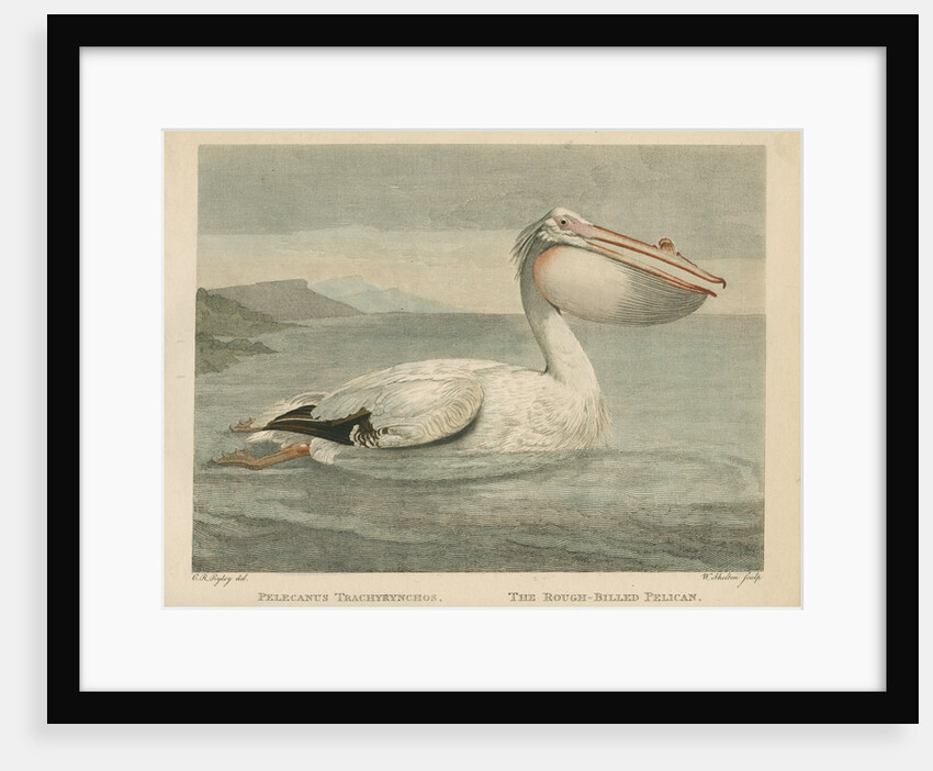 'The Rough-Billed Pelican' by William Skelton