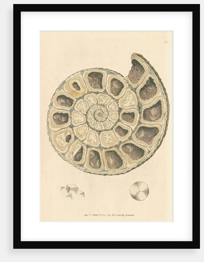 'Calx carbonata' [Ammonite with crystals] by James Sowerby