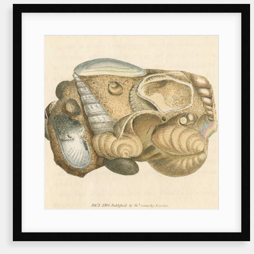 'Silex arenacea' by James Sowerby