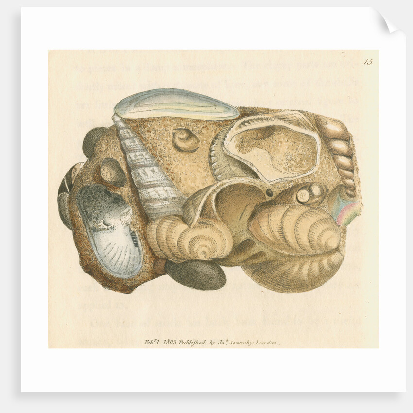 'Silex arenacea' by James Sowerby