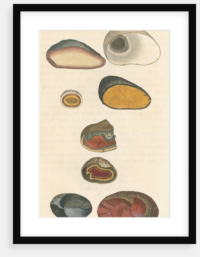 'Silex quartzum' by James Sowerby