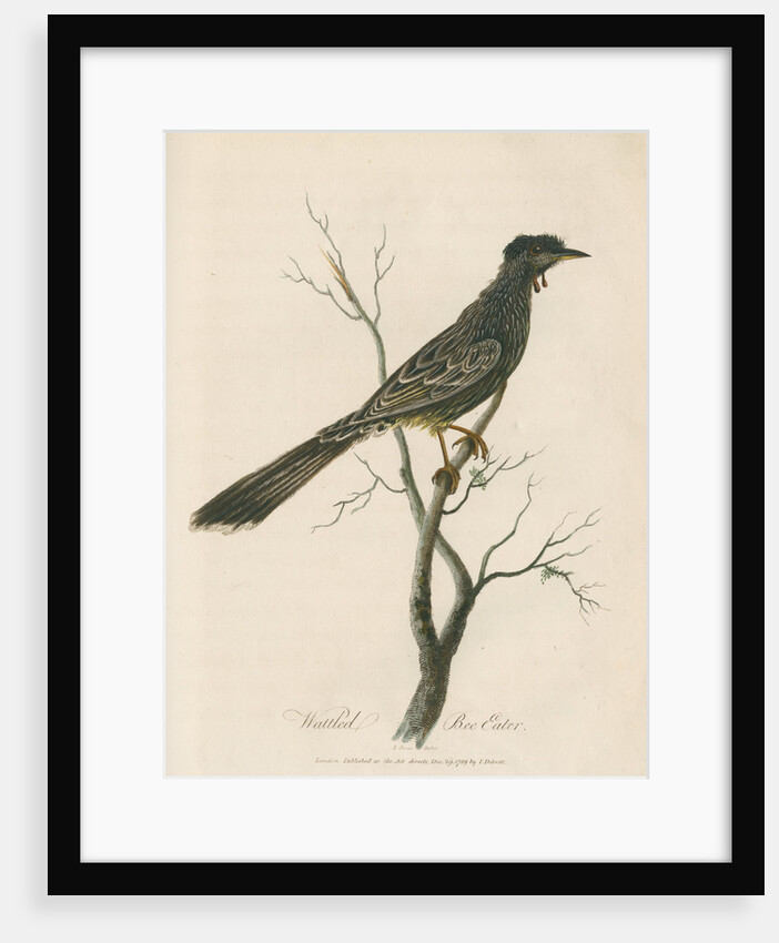 'Wattled Bee Eater' by Sarah Stone