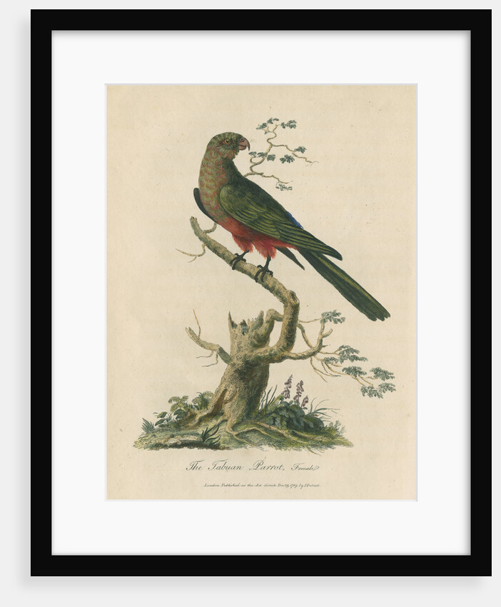 'The Tabuan Parrot, Female' by Sarah Stone