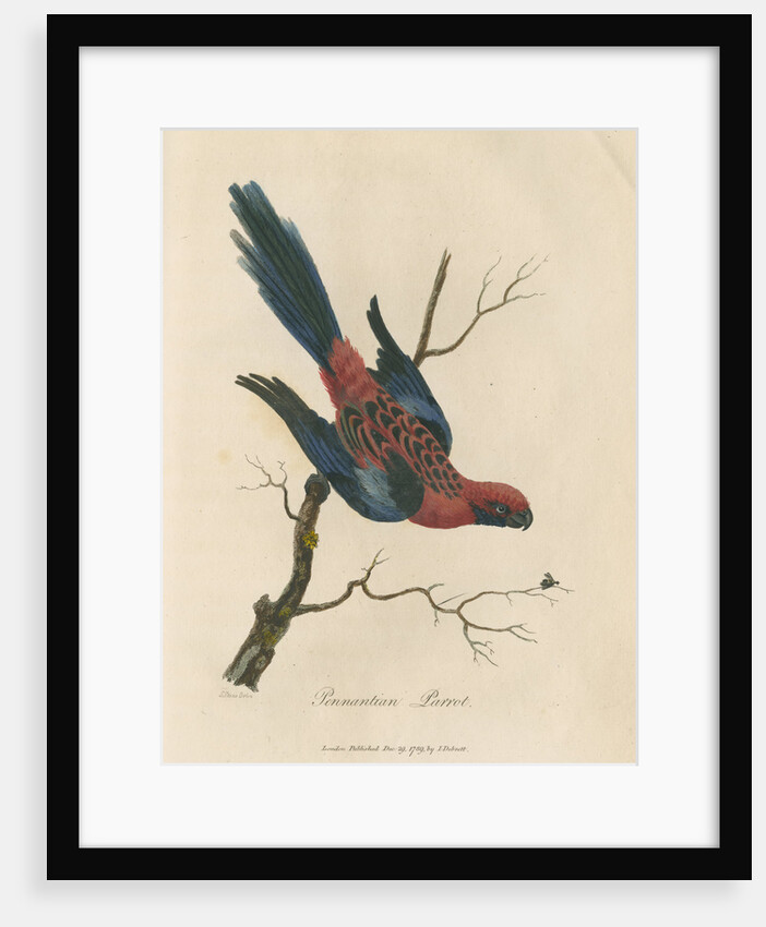 'Pennantian Parrot' by Sarah Stone