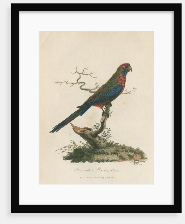 'Pennantian Parrot, Female' by Sarah Stone