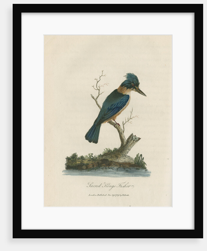 'Sacred Kings Fisher' by Sarah Stone