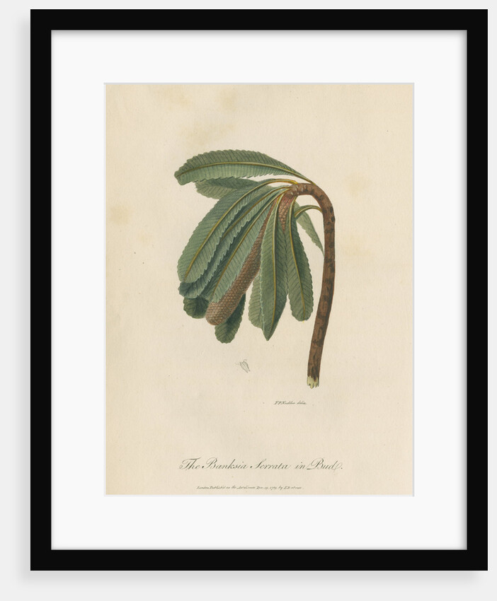 'The Banksia Serrata in Bud' by Frederick Polydor Nodder