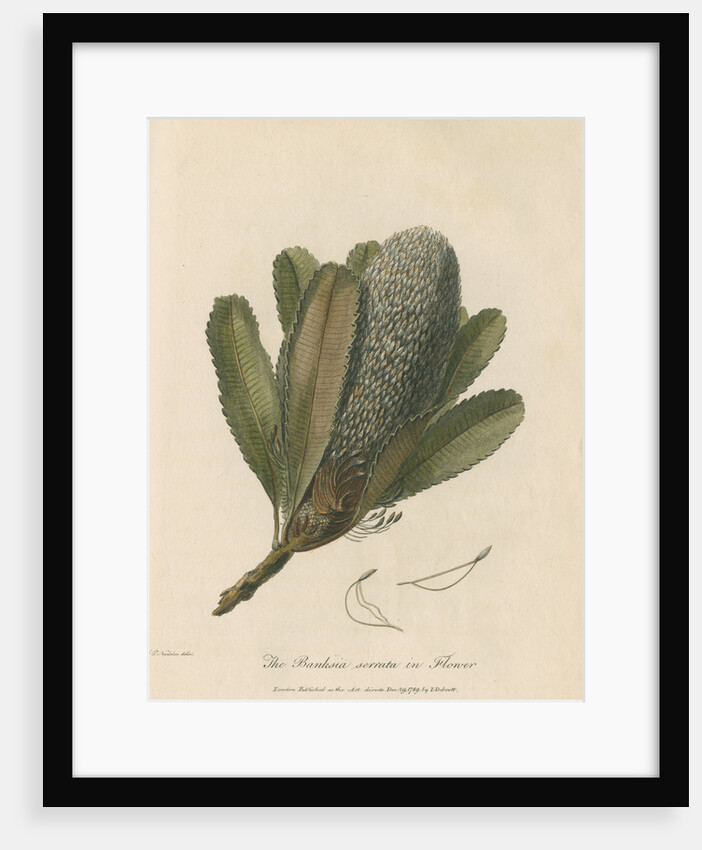 'The Banksia Serrata in Flower' by Frederick Polydor Nodder