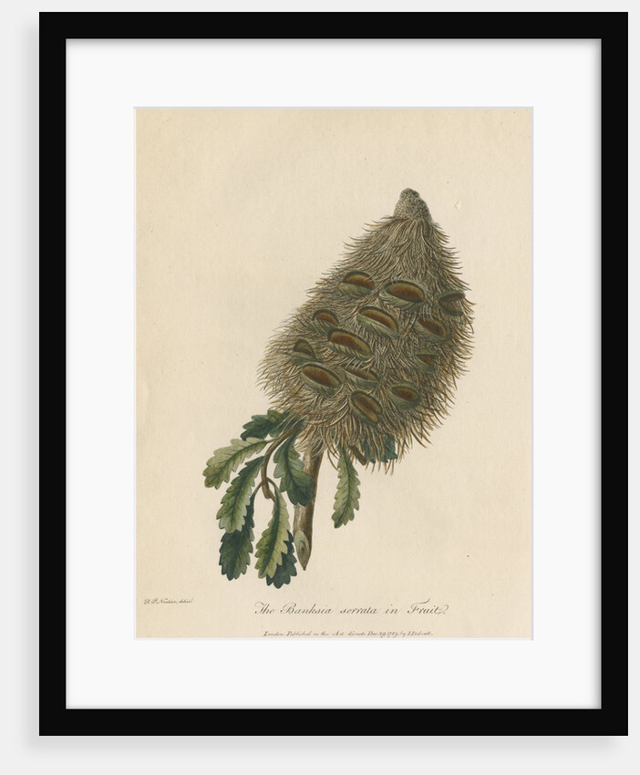 'The Banksia Serrata in Fruit' by Frederick Polydor Nodder