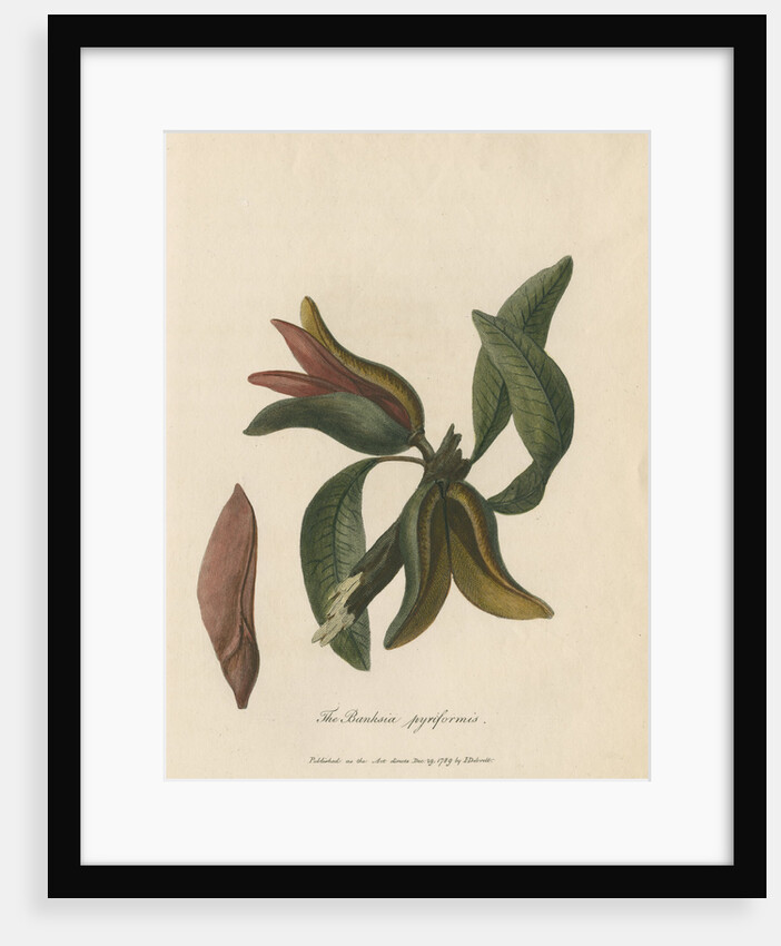 'The Banksia pyriformis' by Frederick Polydor Nodder