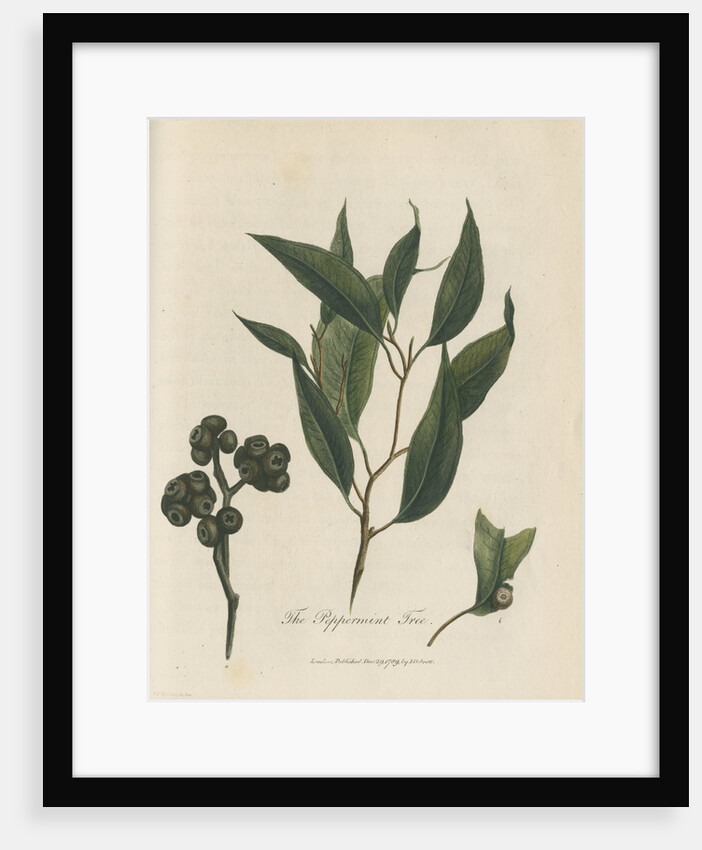 'The Peppermint Tree' [Eucalyptus] by Frederick Polydor Nodder