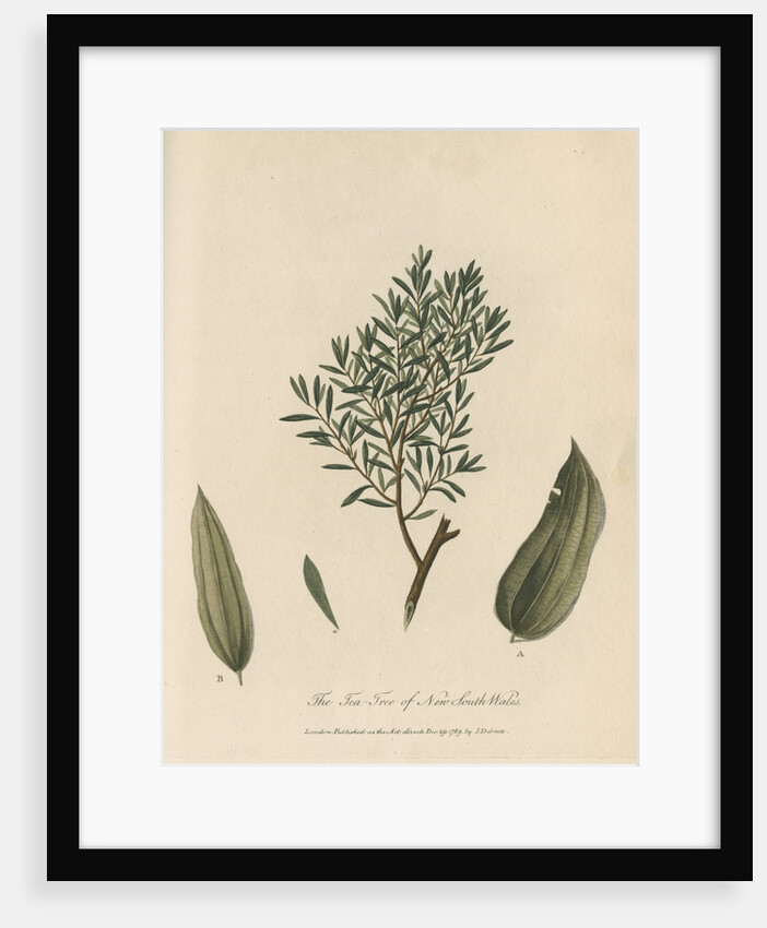 'The Tea Tree of New South Wales' by Frederick Polydor Nodder