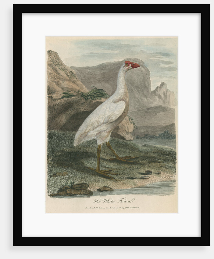 'The White Fulica' by Sarah Stone