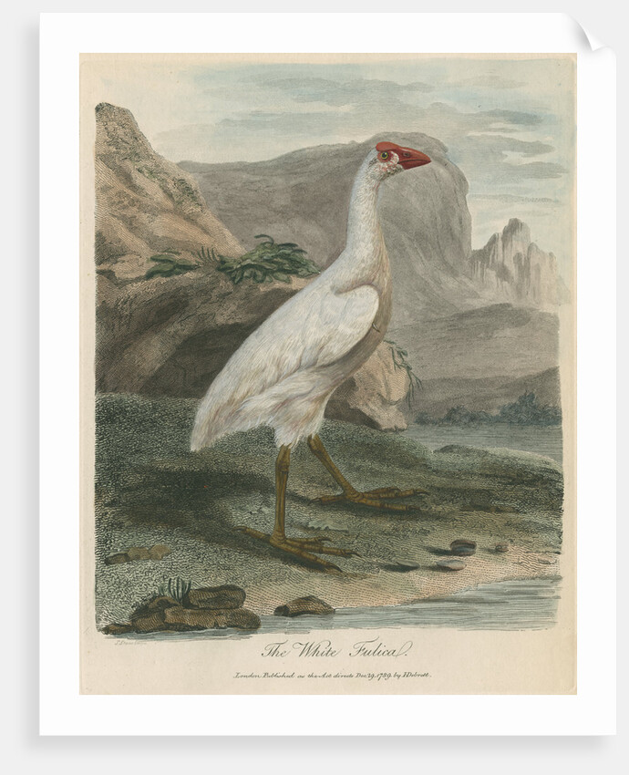 'The White Fulica' by Sarah Stone