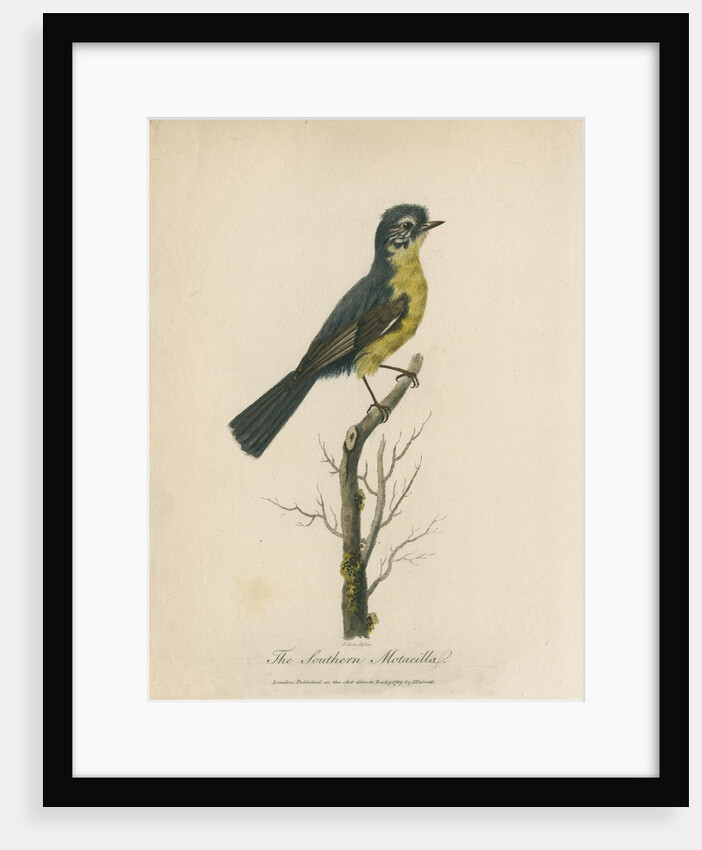 'The Southern Moticella' by Sarah Stone